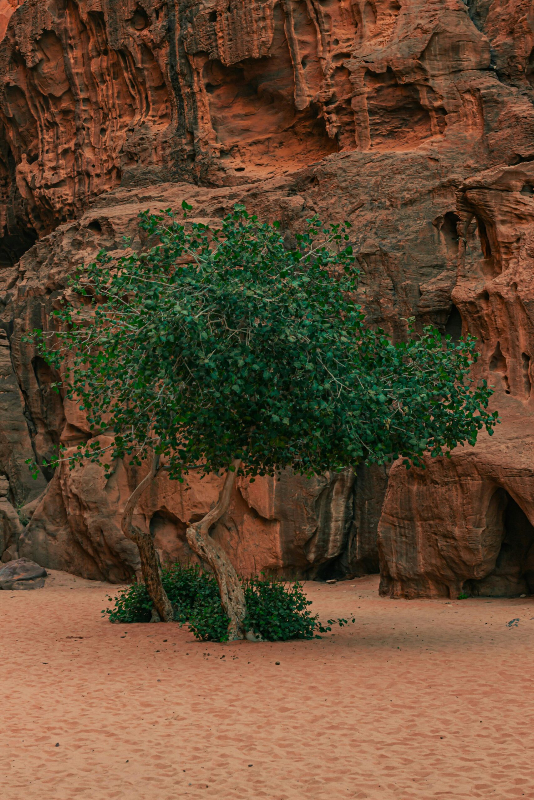 Wadi Rum: Exploring the Majestic Desert of Jordan