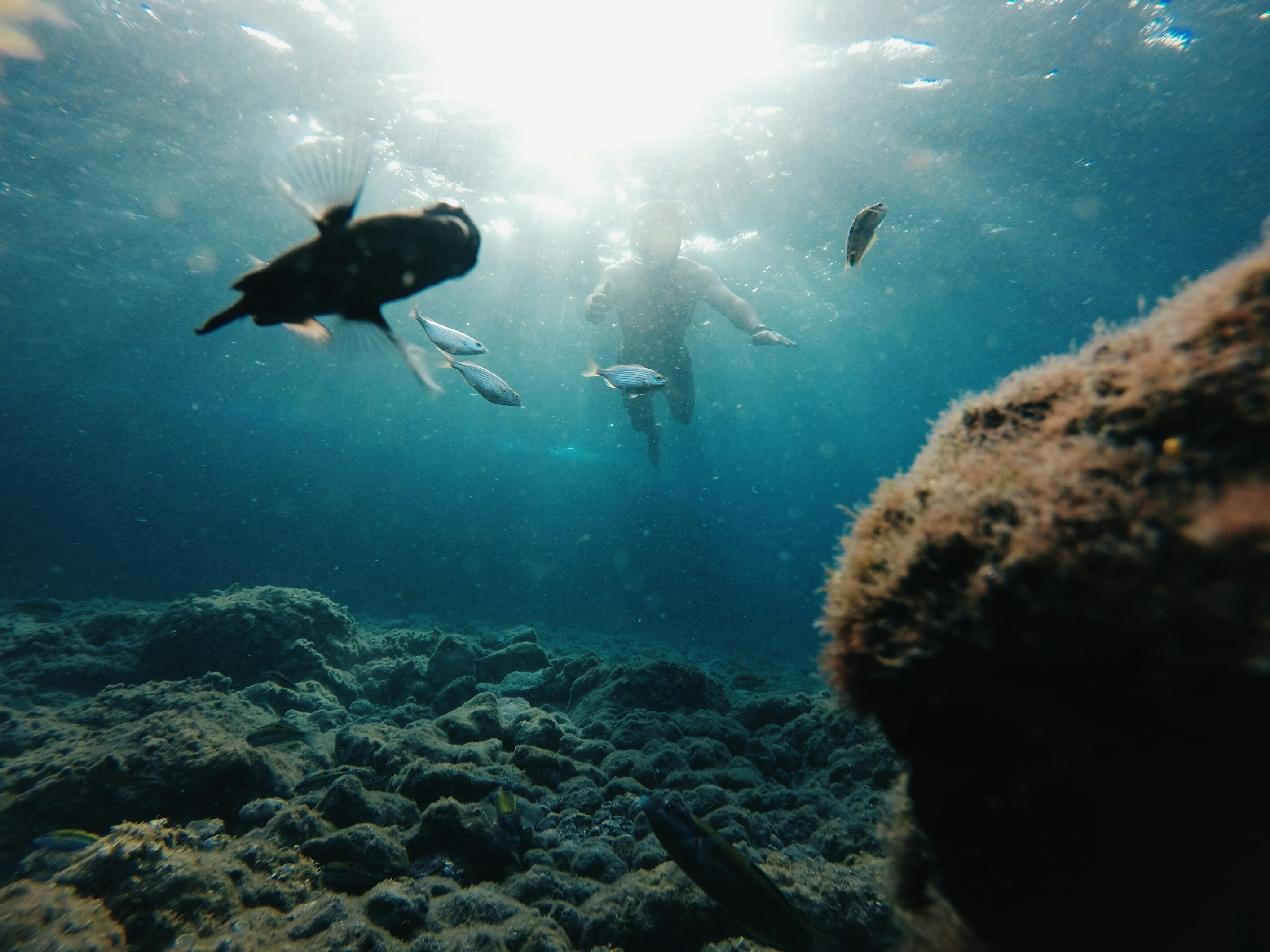 Snorkeler swimming among tropical fish in the Red Sea, Aqaba