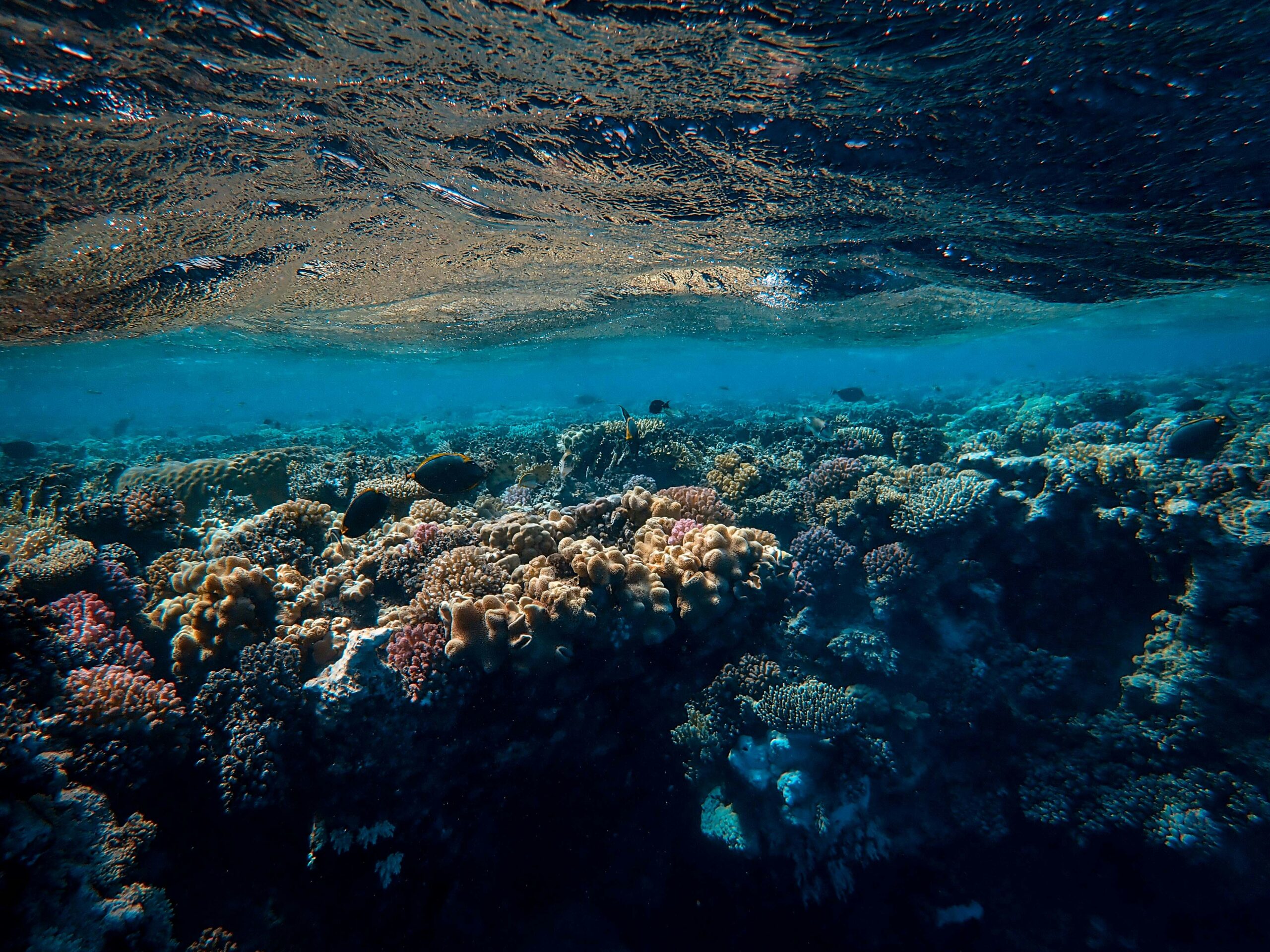 Colorful coral reef in Aqaba Red Sea with vibrant marine life